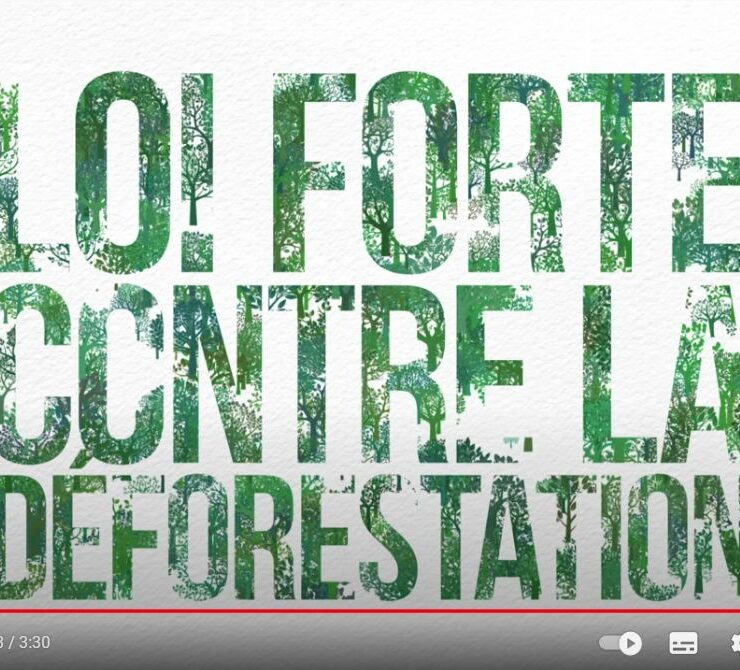 Tout comprendre sur la déforestation